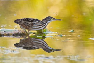 Little bittern