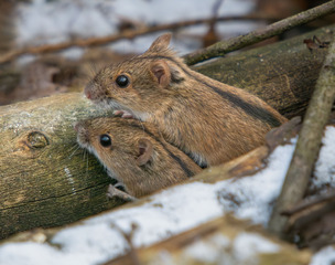 And don't tell me, godfather...