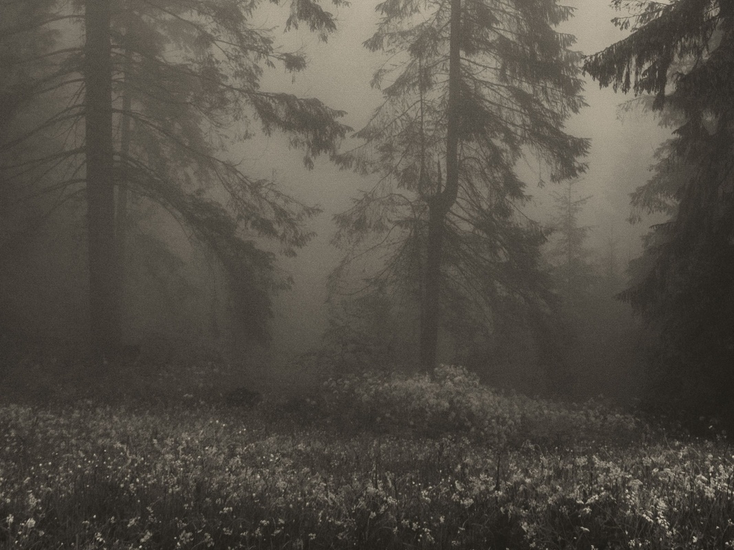 Загадковий ліс