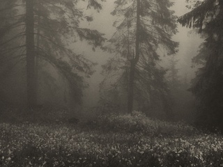 Загадковий ліс