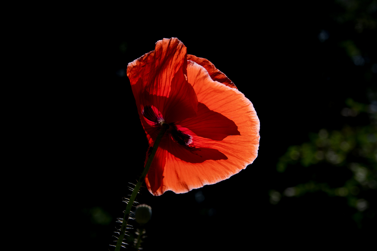 Українське літо