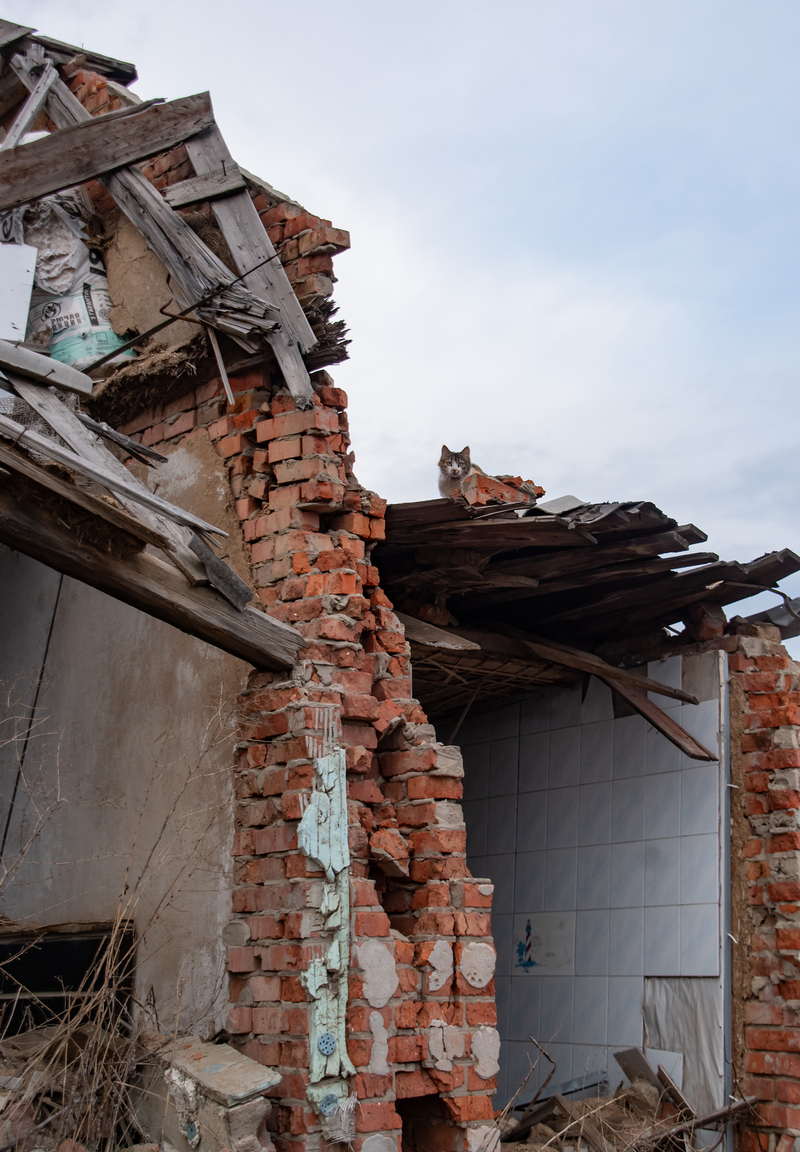 Котик на зруйнованому будинку у селі Циркуни, Харківщина