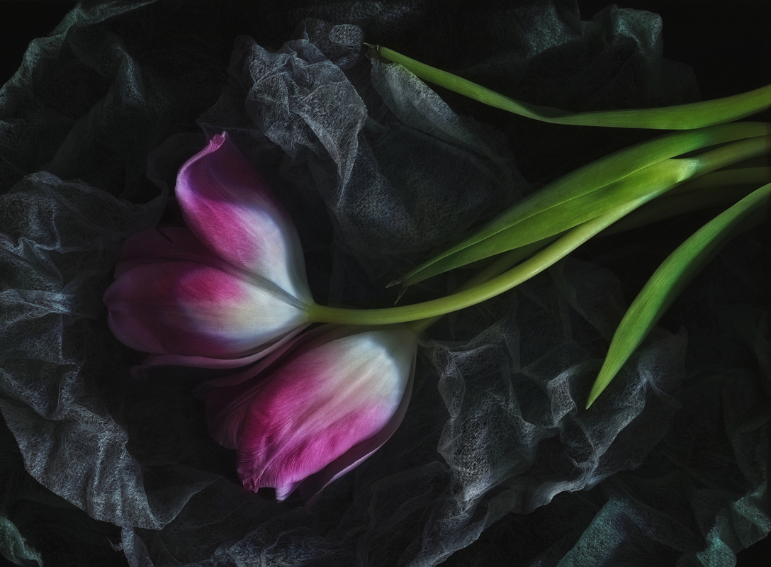 Два тюльпани