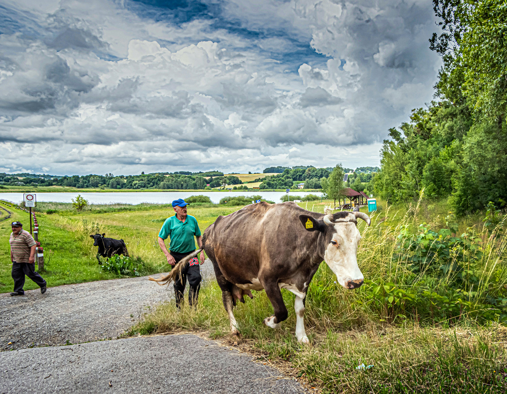 From the pasture to home