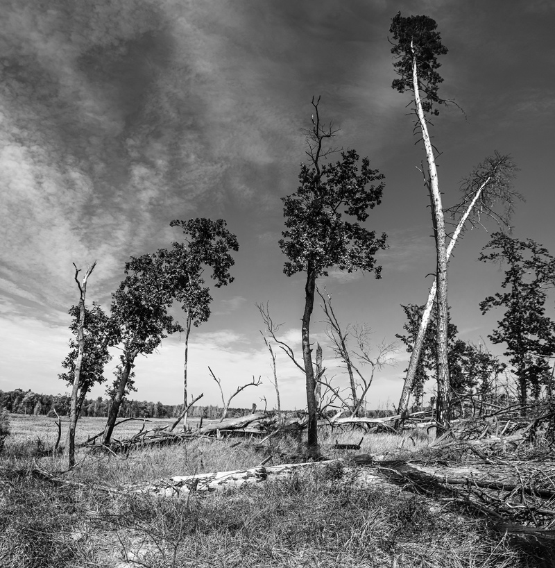 Wounded Forest. Battle site near Kyiv