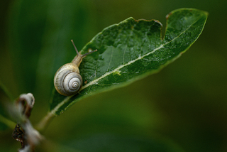 Snail