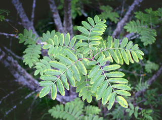 Лісовий етюд