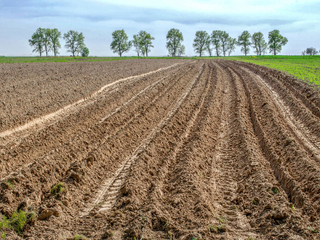 Розбуджене поле