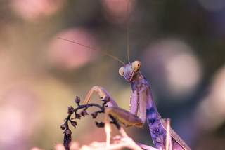 Flower for your beloved