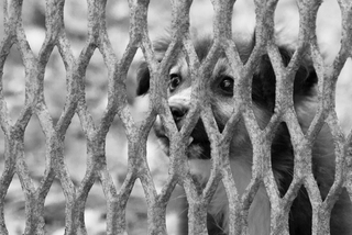 With the hope of protection