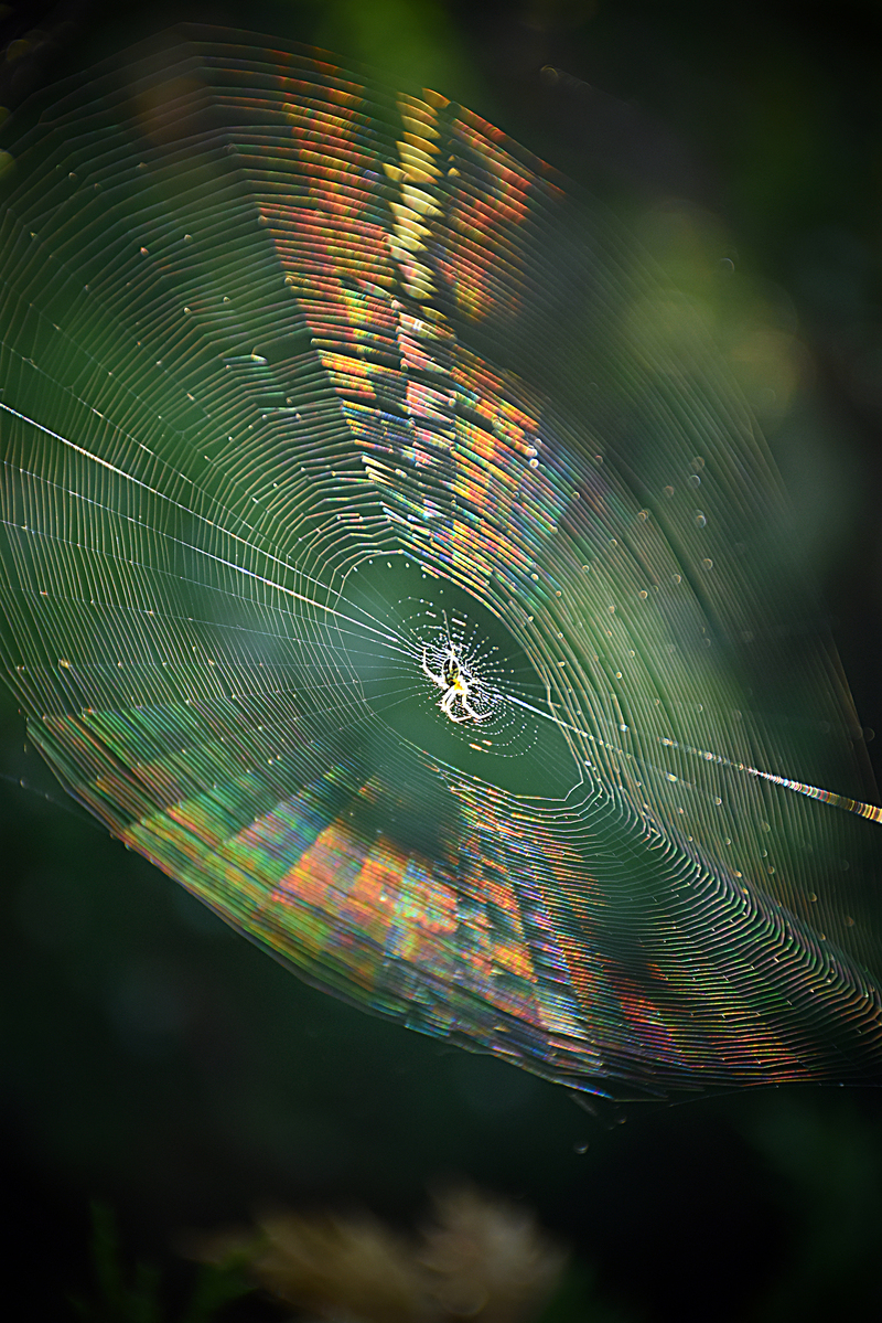 Грамплатівка паука