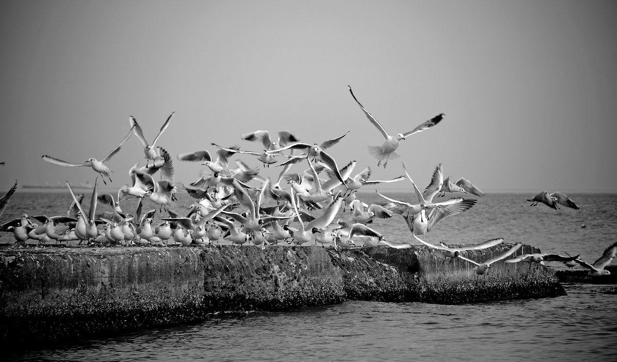 Пташиний острів