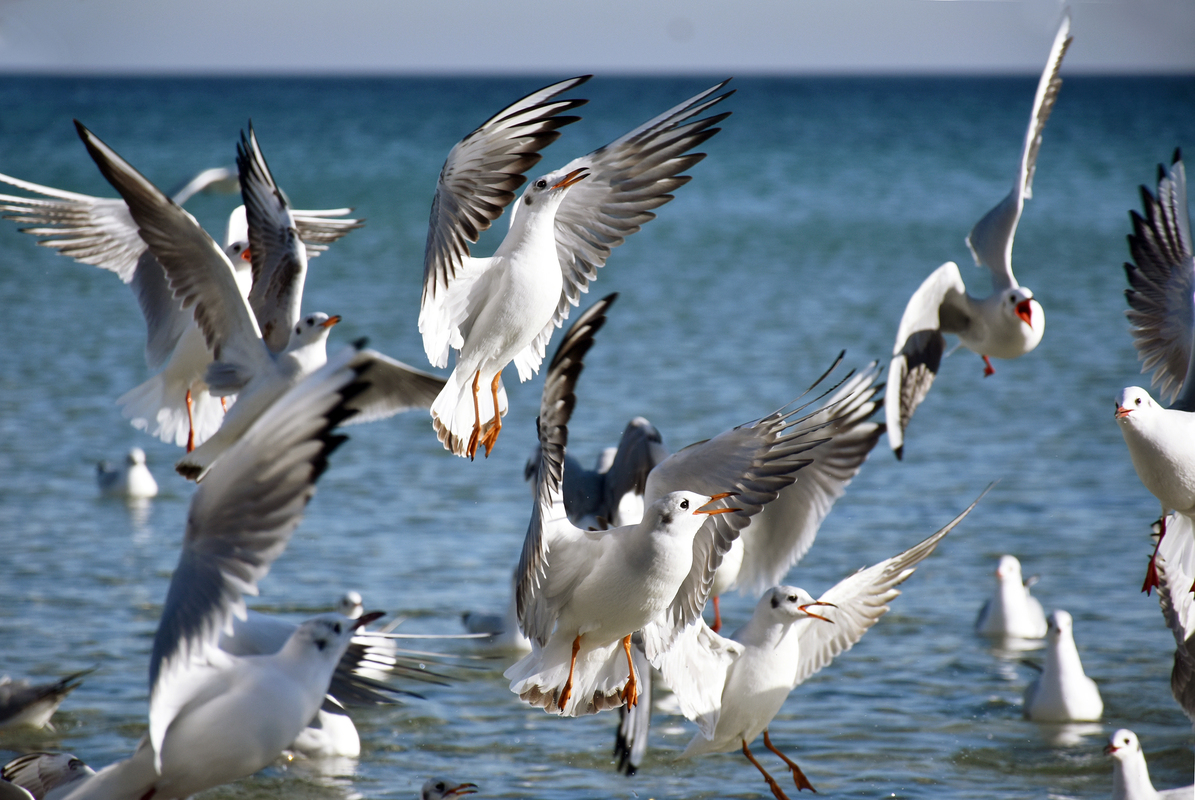 Пташиний базар