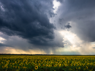 В очікування грози. (Донбас - 2025)