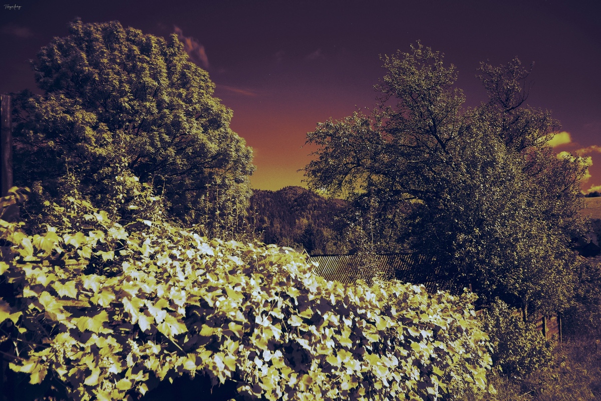 Ранковий ноктюрн