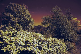 Ранковий ноктюрн