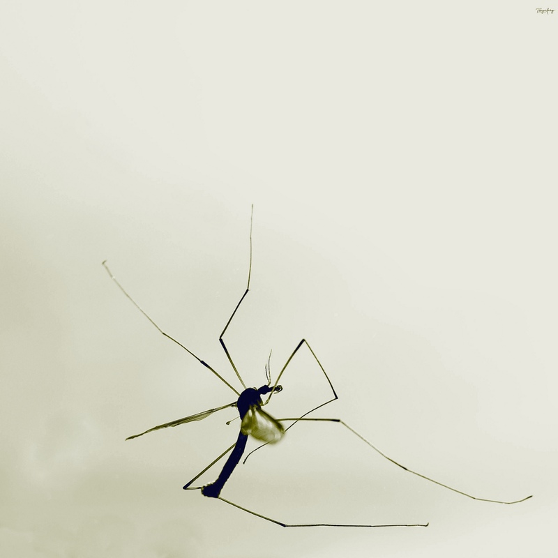 Мінімалізм