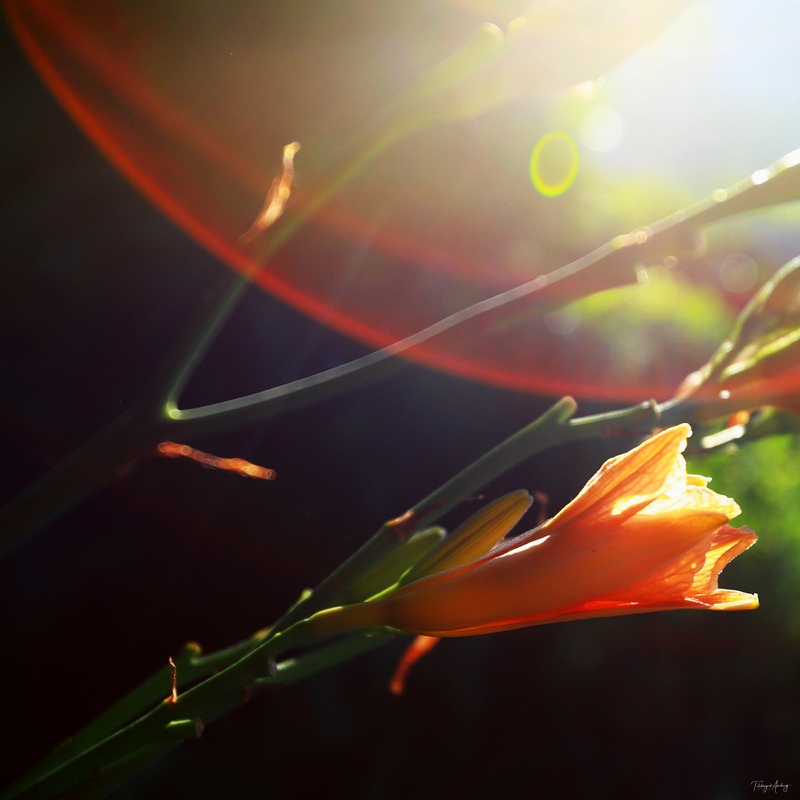 Ранкові експресії