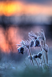 Пухнастики