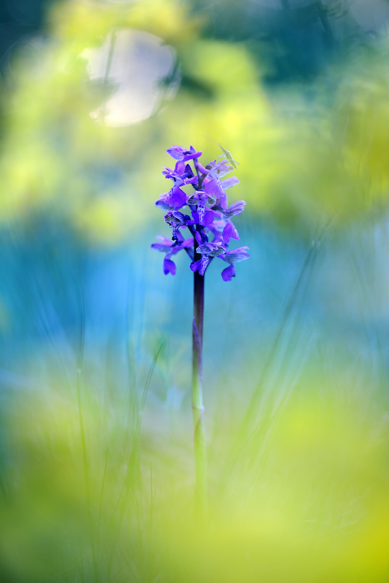 Вечірня палітра
