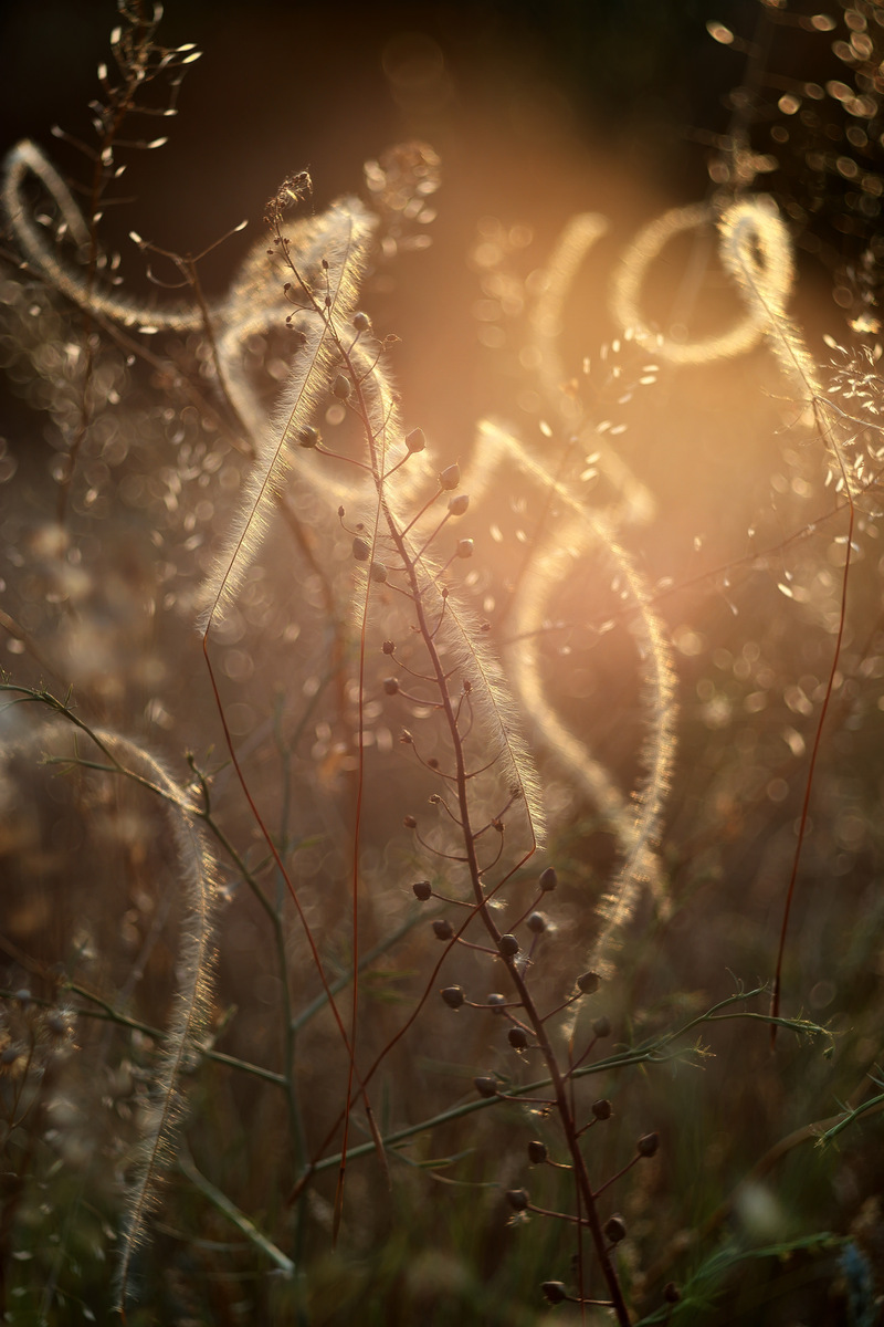 Каліграфія степу