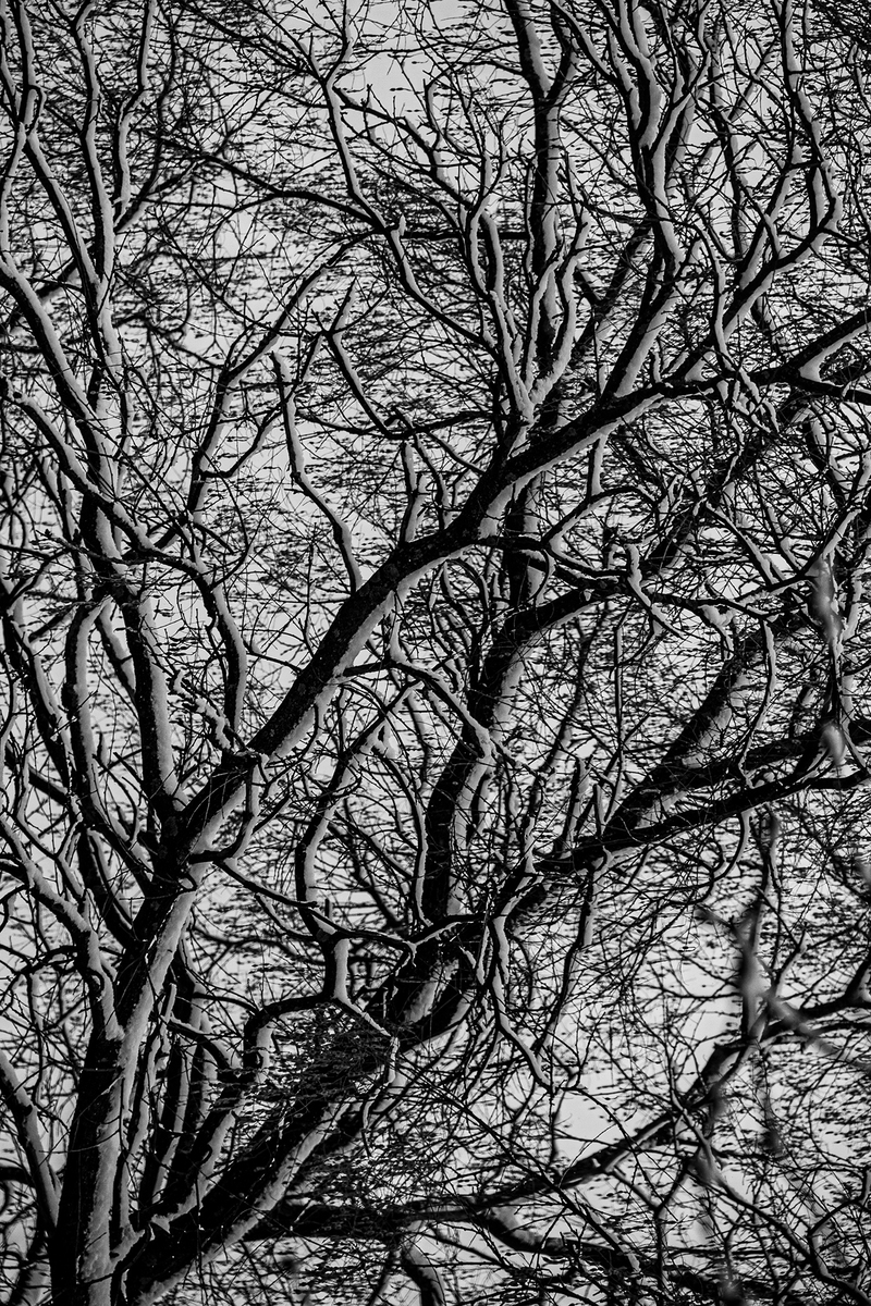 Ангіографія природи