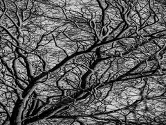 Ангіографія природи