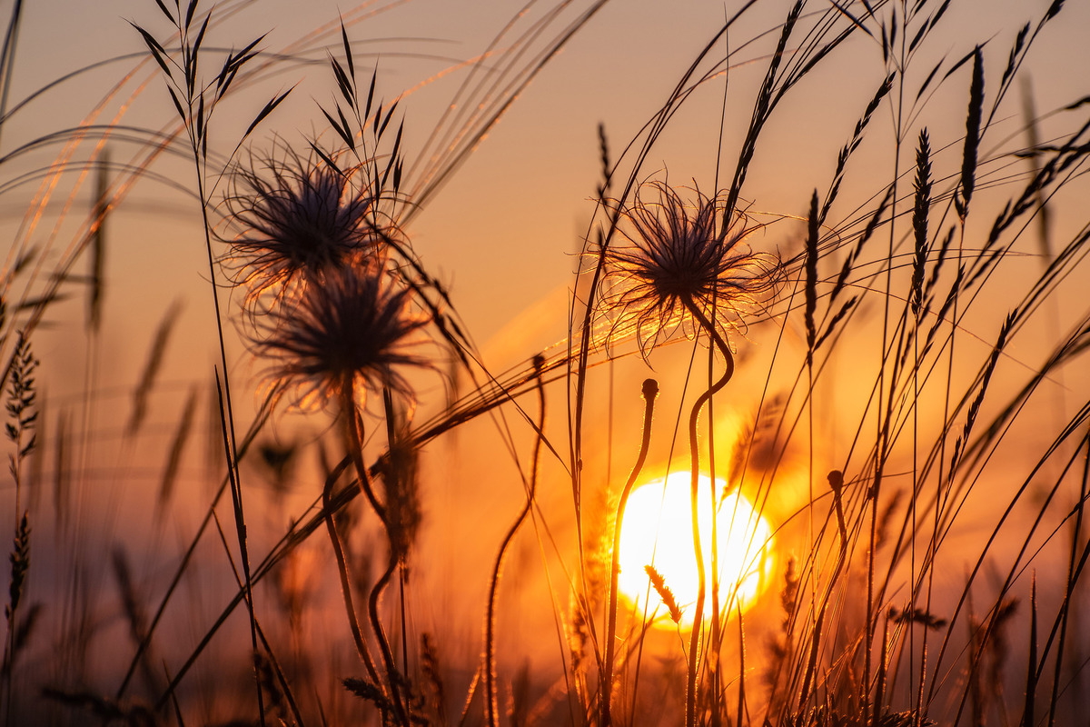 Вечірній степ