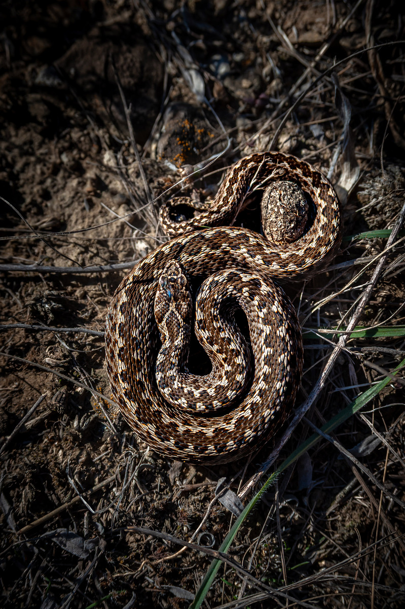 Степовий ієрогліф