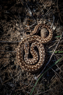 Степовий ієрогліф