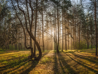 Ранковий танок