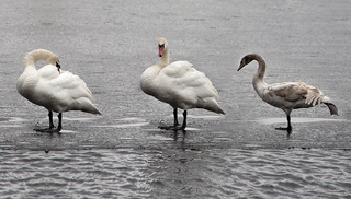 Swan morning