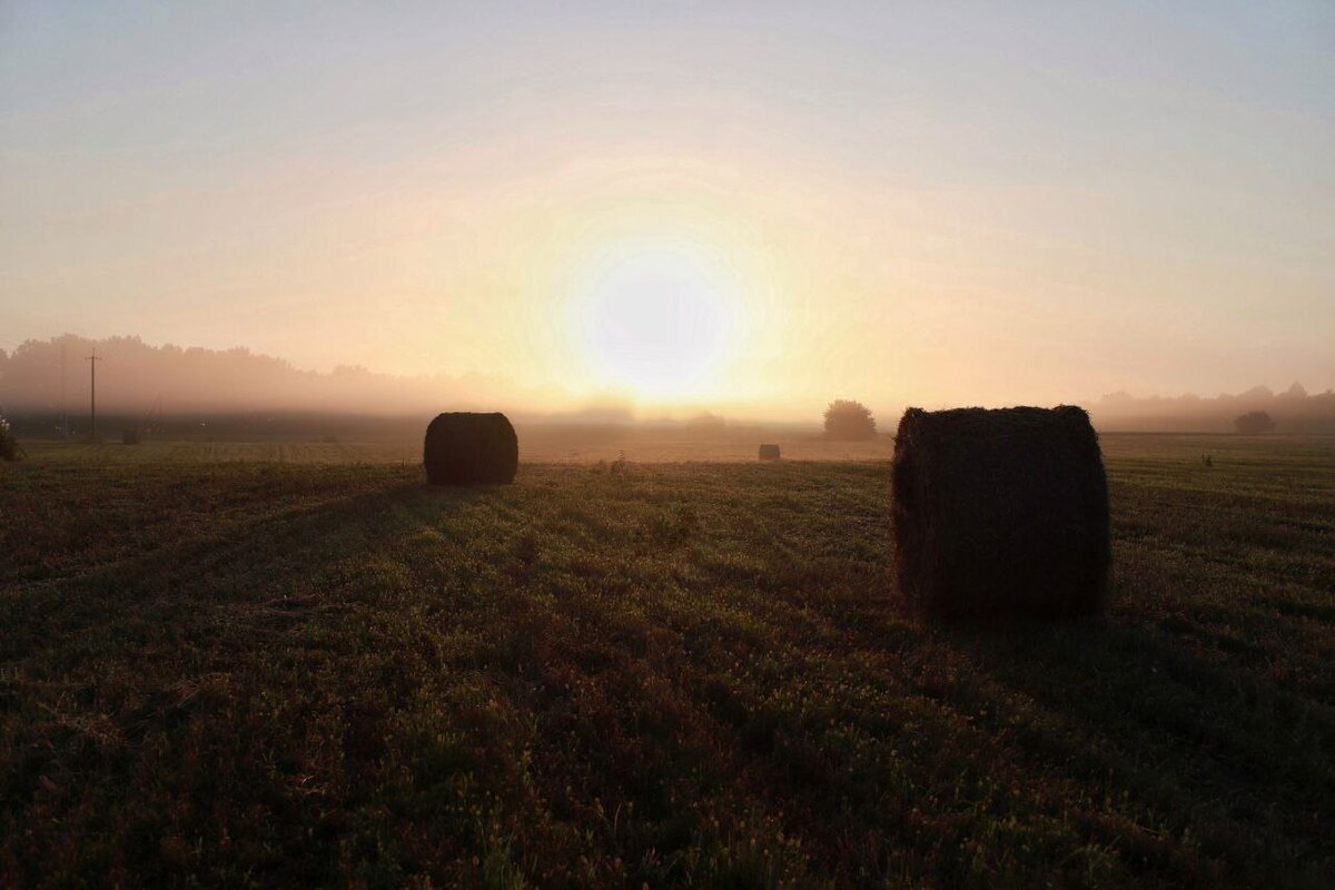 Світанок і полі. Україна. Бориспіль.2025