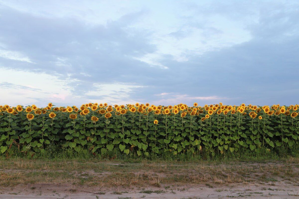 Соняхи. Україна. Бориспіль.2025