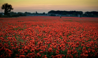 andrii nesterenko_ kiyv_maki