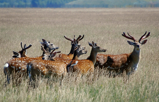 andrii nesterenko_ kiyv-vojak_askaniy nova