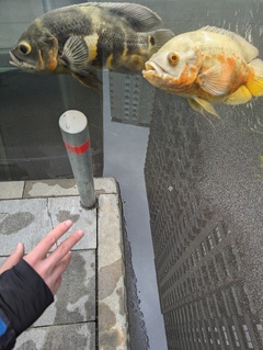 Ловля небесних риб