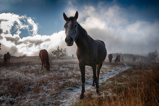 Herd in the clouds