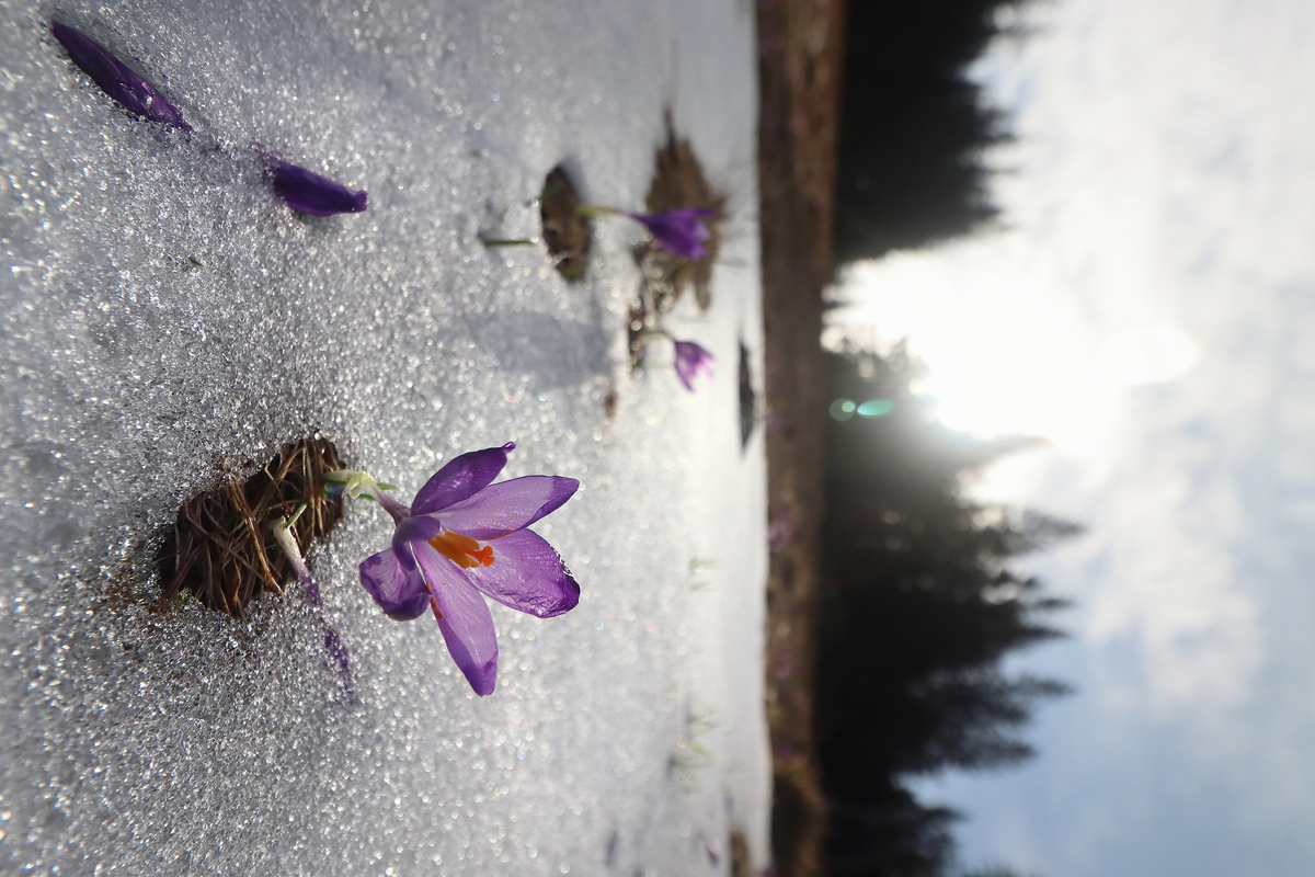 The first flower of spring