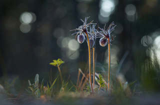 Guardians of the forest