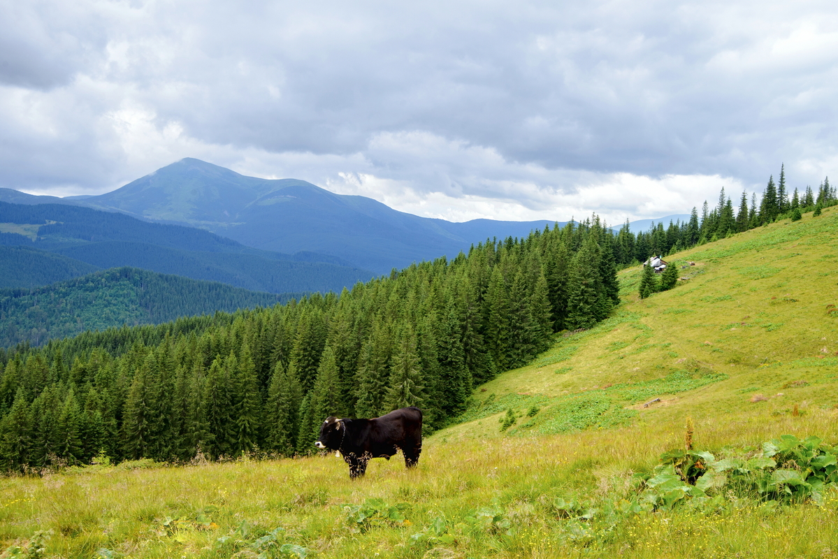 На полонині