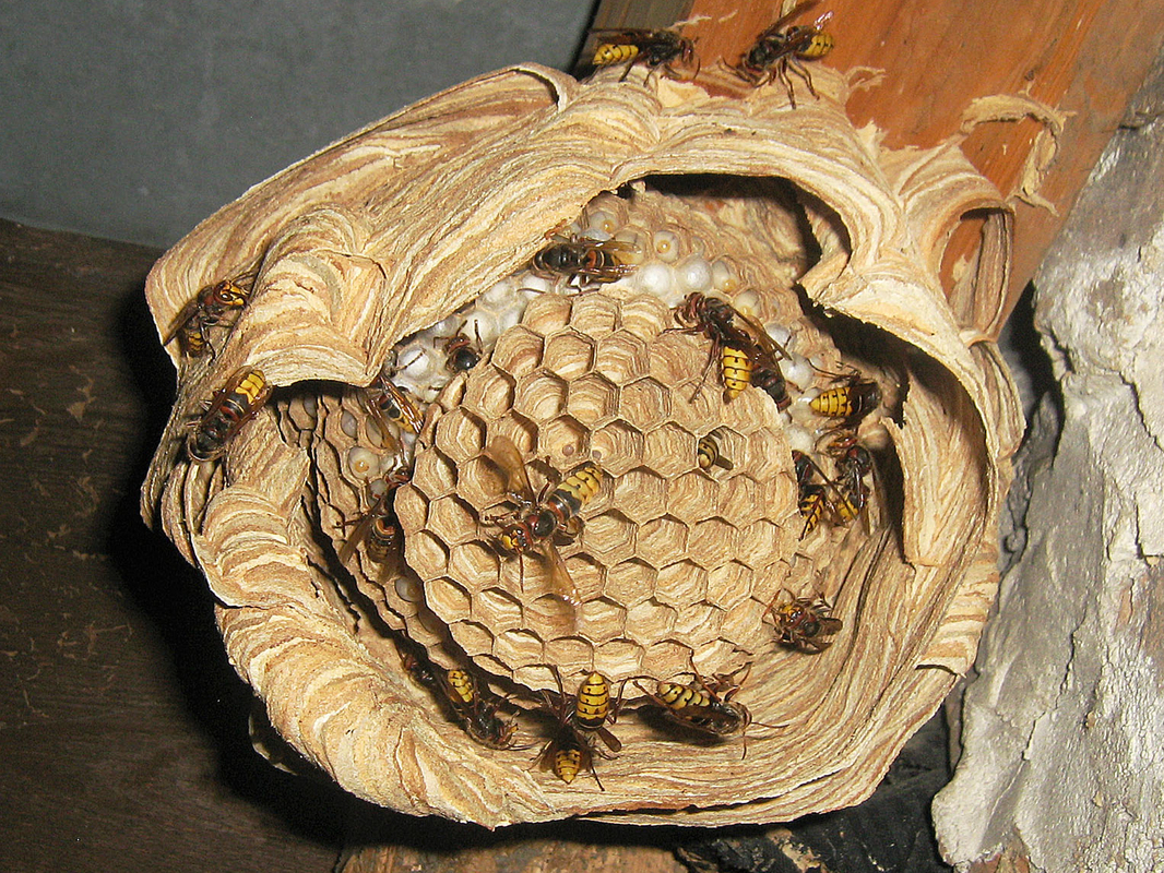 Природний порядок