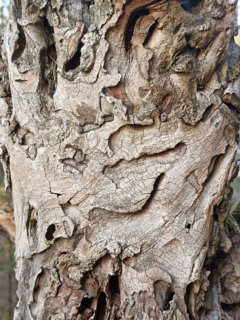 Фактура старості