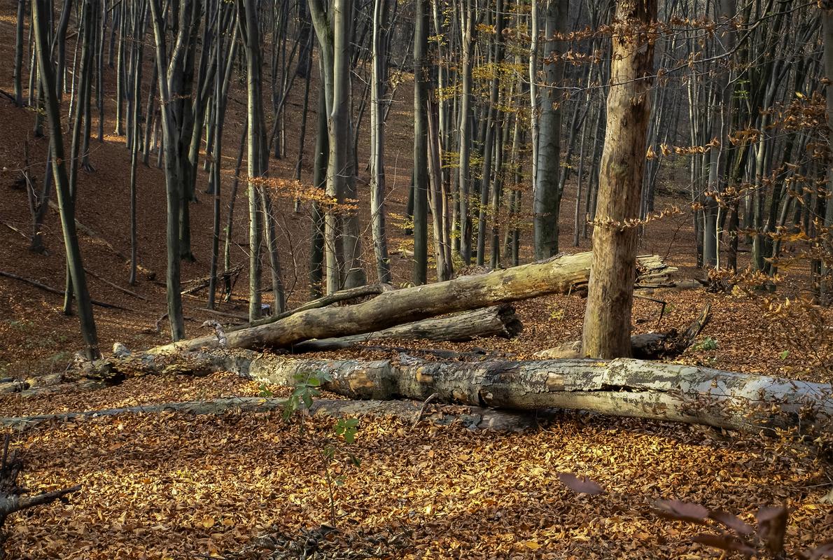 Буковий ліс
