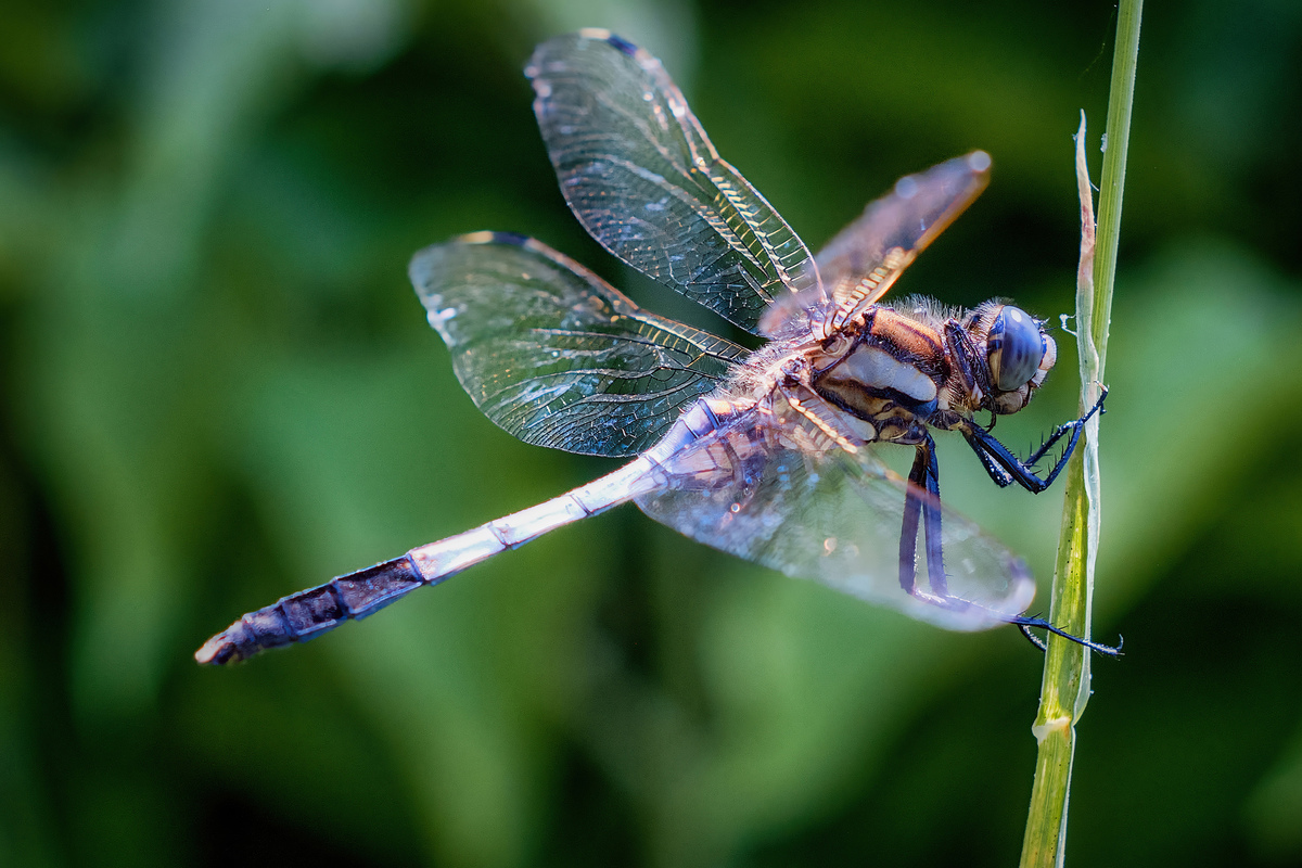 Dragonfly