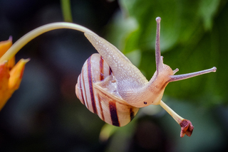 Acrobatic snail