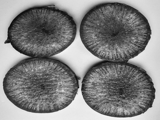 Рівноправ'я