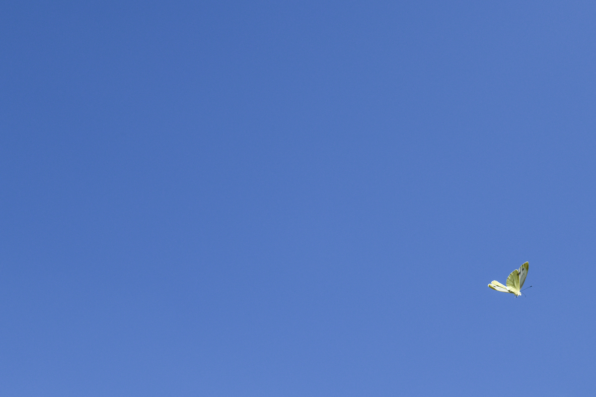 Кольори. Липневий синій.