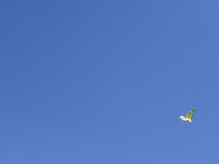 Кольори. Липневий синій.