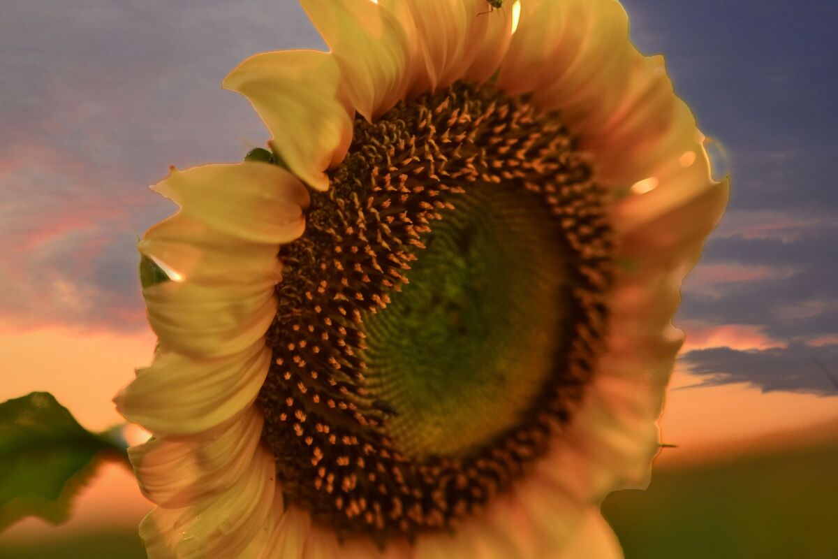 Квітка сонця